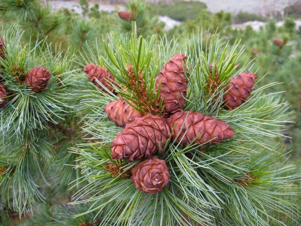 Сосна Кедровая стланиковая