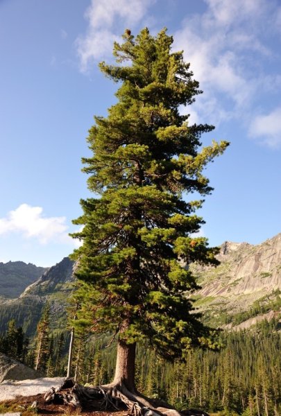 Сибирский кедр дерево