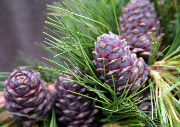 Сибирская сосна кедр шишка