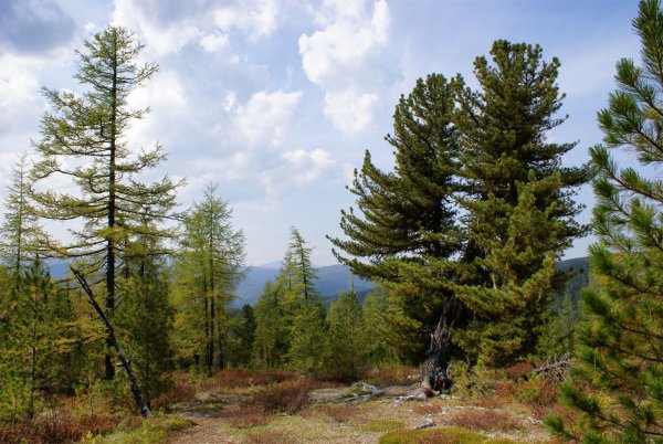 Восточносибирская Тайга лиственница