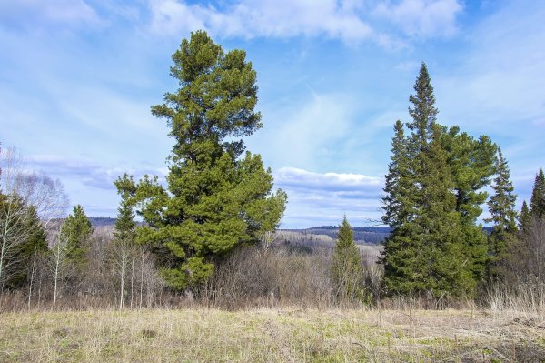 Сибирь. .Кедры .Тайга