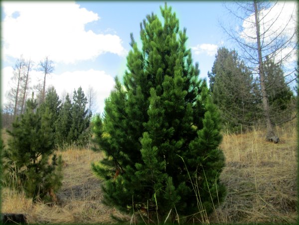 Карельский кедр