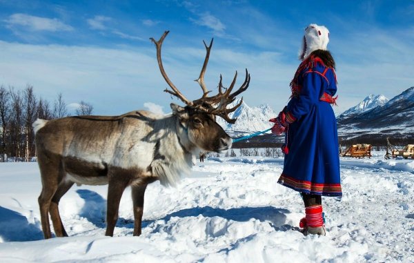 Кольские саамы оленеводство Ловозеро