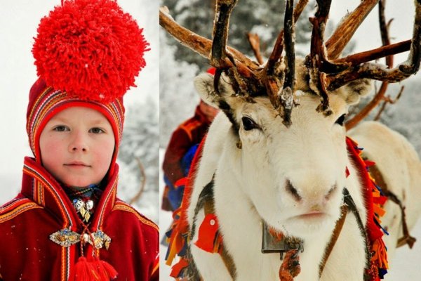 Саамы оленеводы