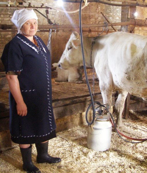 Телятница профессия