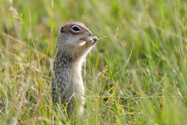 Крапчатый суслик Нижегородской области