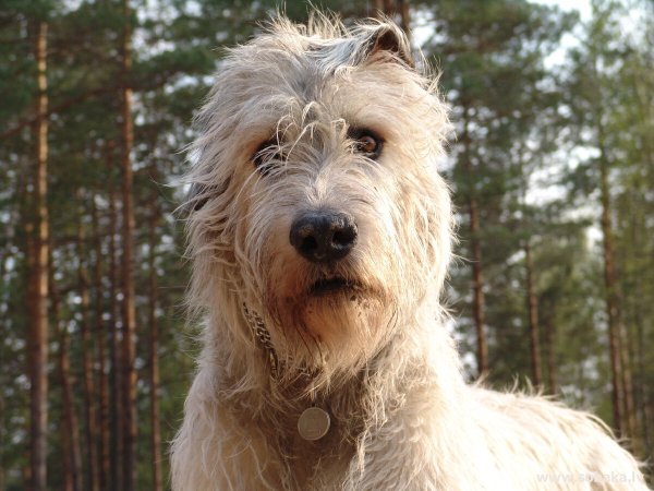 Терьер волкодав