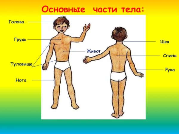 Части тела человека