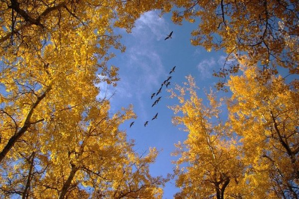 Золотая осень Чайковский