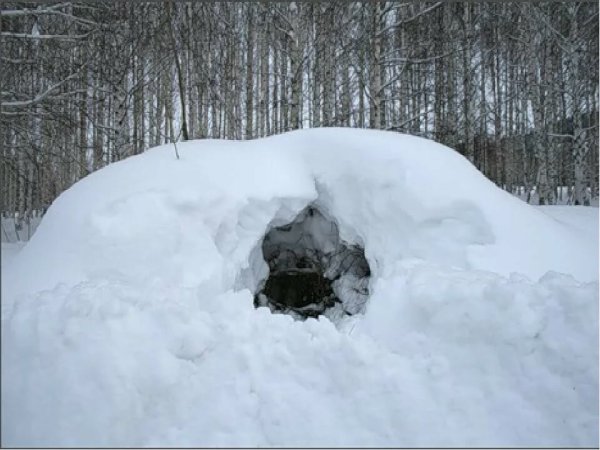 Медвежья Берлога Берлога медведя