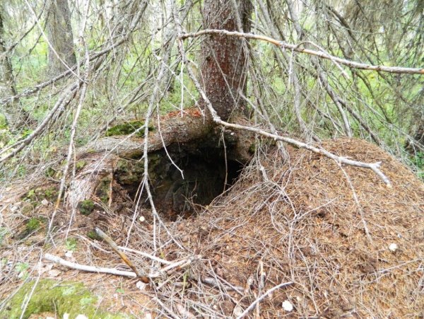 Медвежья Берлога Берлога медведя