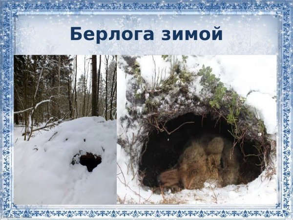 Зимний лес Берлога медведя