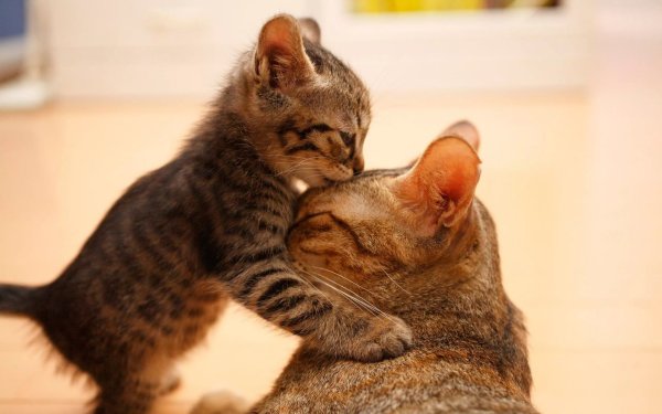 Котики на рабочий стол