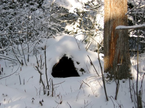 Медведь зимой в берлоге