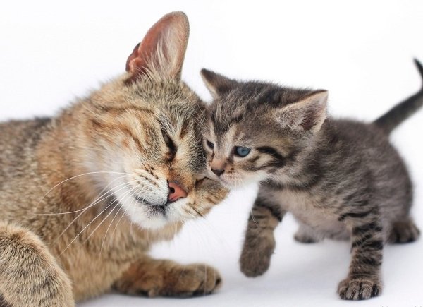 Мама кошка и котенок