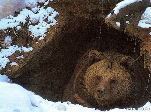 Медвежья Берлога