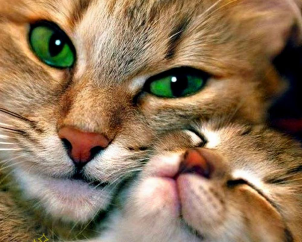 Красивые котики