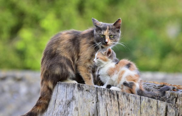 Кошка с котятами