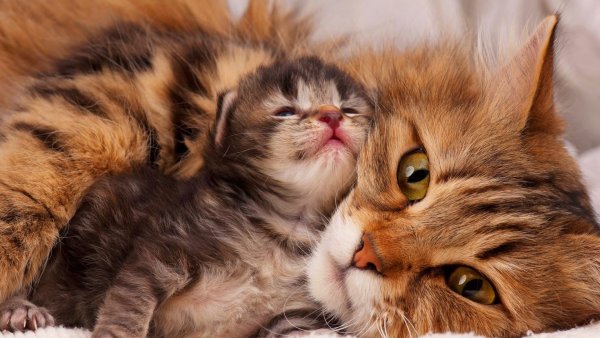 Кошка с котятами