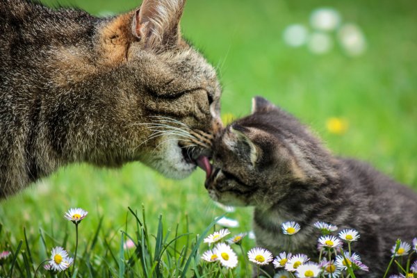 Котята с мамой