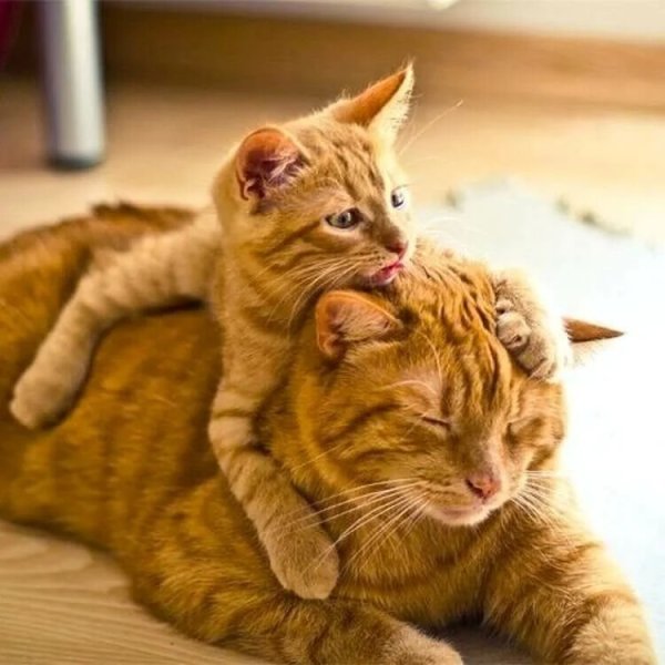 Котята с мамой