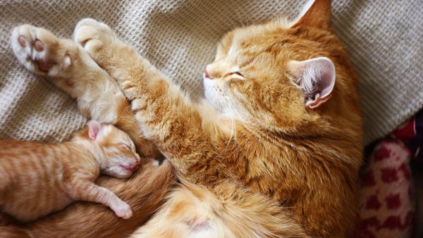 Рыжая кошка с котятами