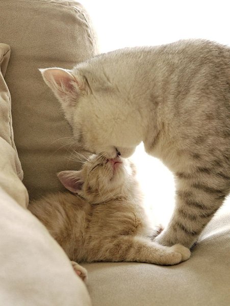Кошка с котятами