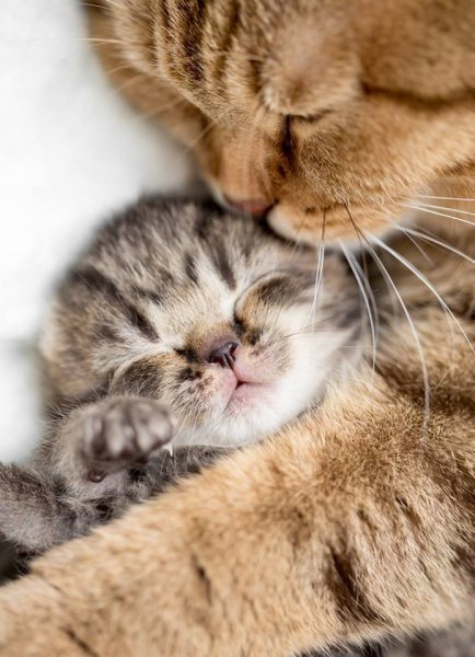 Котики обнимаются