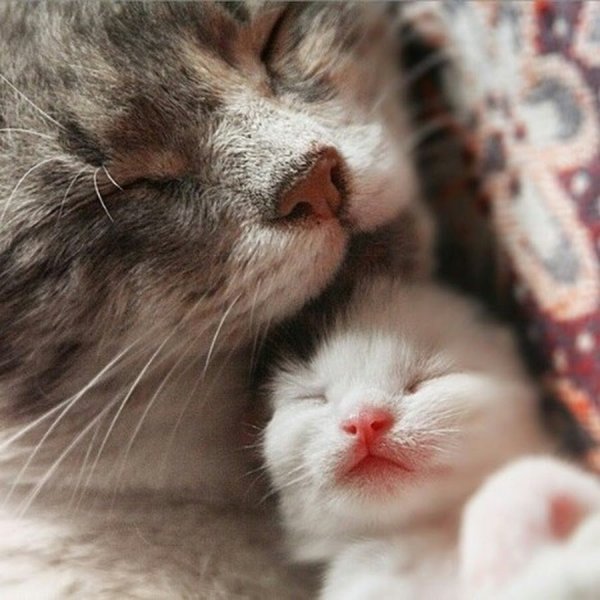 Мама кошка