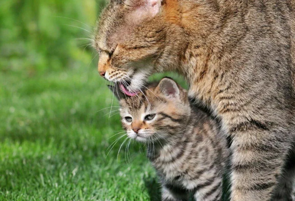 Мама кошка и котенок