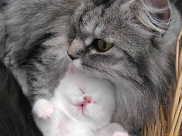 Кошка с котятами иллюстрация