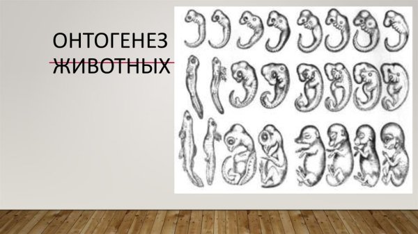 Онтогенез животных