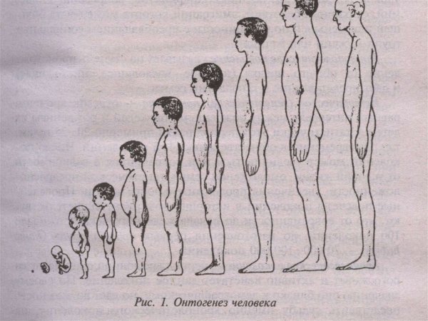 Развитие организма человека