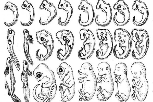 Онтогенез развития плода человека