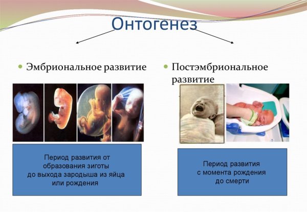 Периоды эмбрионального развития Длительность