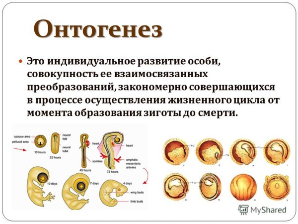 Онтогенез схема для 10 класса