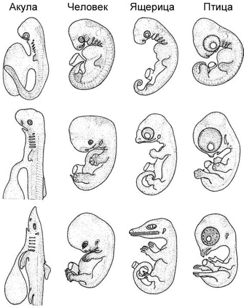 Стадии эмбрионального развития человека рисунок