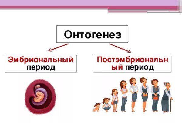 Онтогенез человека постэмбриональный период