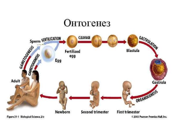 Индивидуальное развитие организма онтогенез