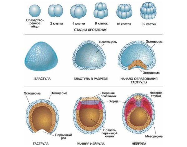 Морула нейрула гаструла