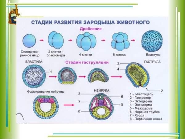 Онтогенез бластула гаструла нейрула