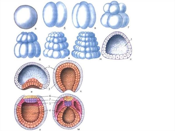 Зигота бластула