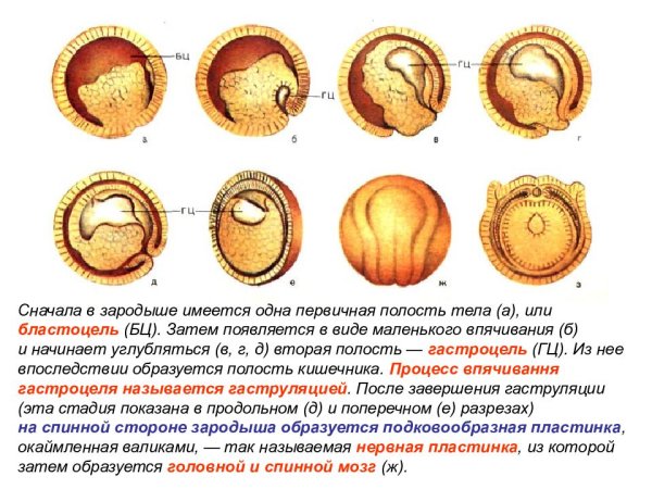 Онтогенез зародыш