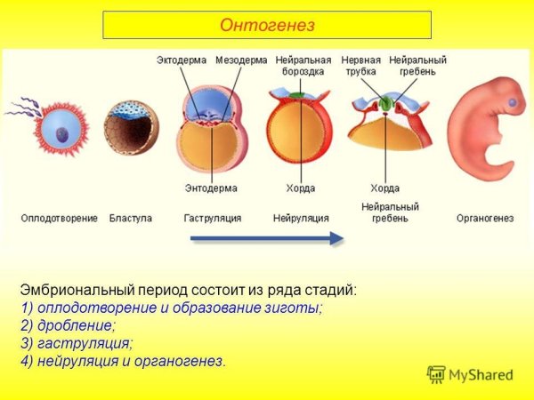Онтогенез эмбриональный период онтогенеза
