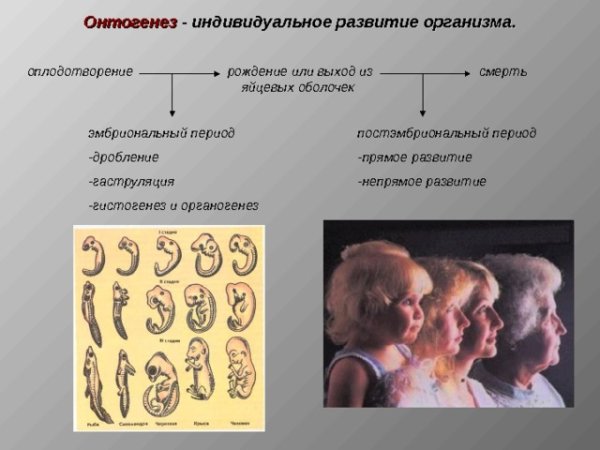 Постэмбриональный эмбриогенез