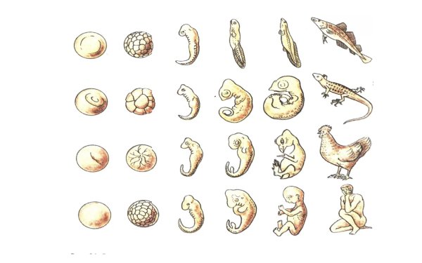 Внешнее сходство яиц и зародышей животных и человека