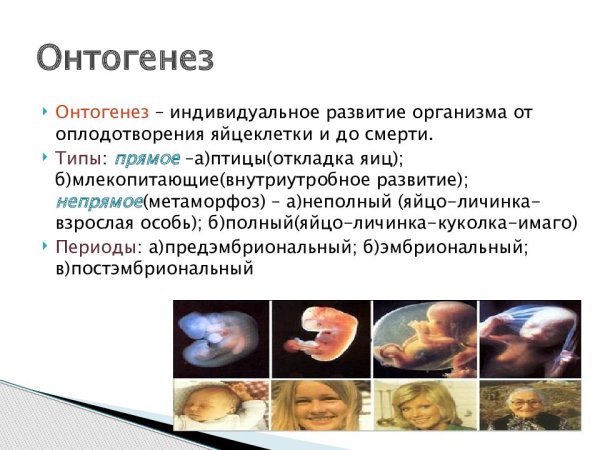 Онтогенез период развития организма