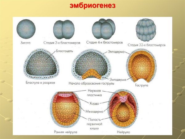 Бластула бластомеры