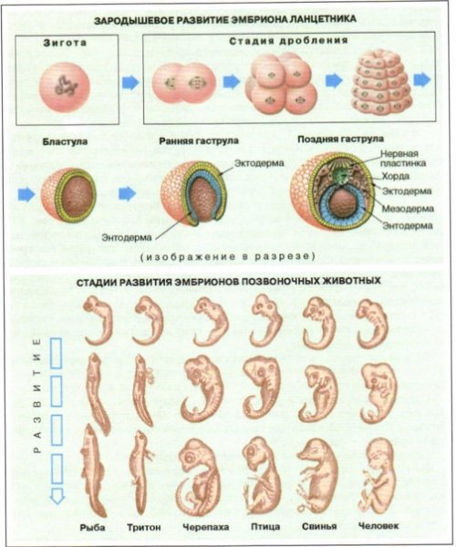 Схема онтогенеза эмбриональное развитие