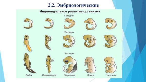 Стадии развития организма